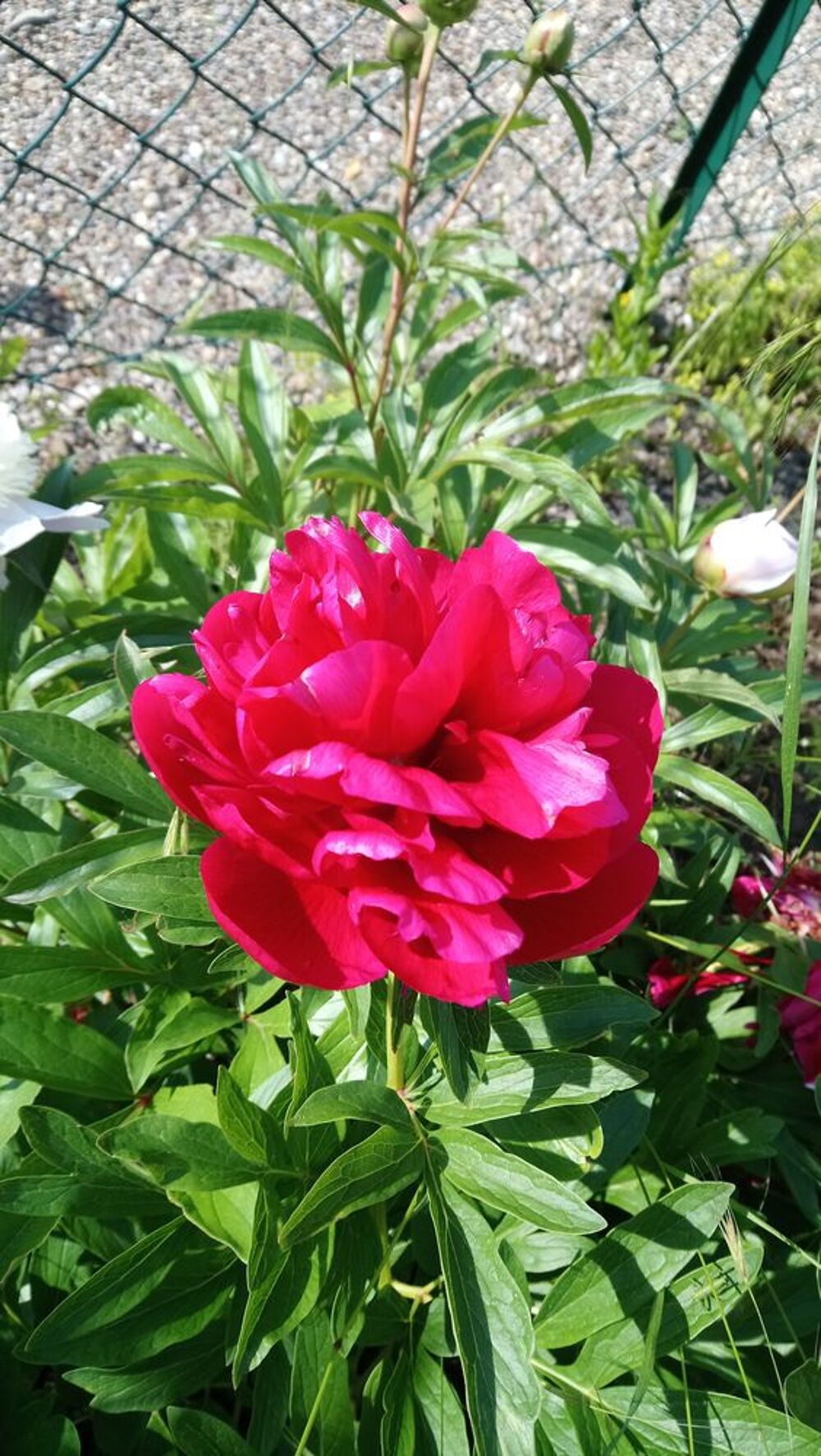 PIVOINE rose, rouge, violet Jardin