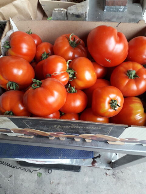 Tomates de mon jardin 2 Vertus (51)