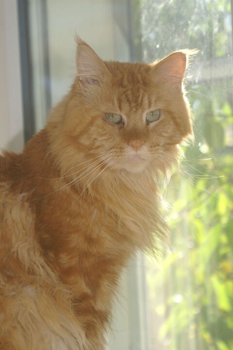 Viking, Maine Coon roux cherche un foyer 700 32000 Auch