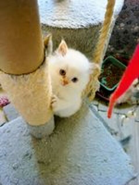   British Longhair 