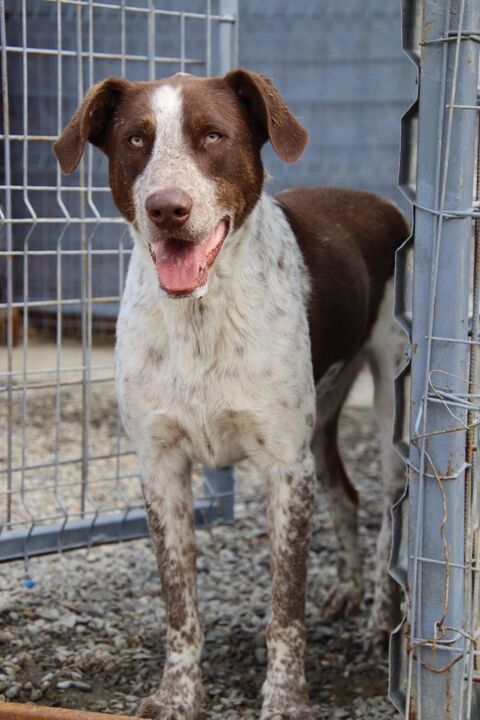 MANGO SE TROUVE DANS UN REFUGE EN ROUMANIE 0 75018 Paris