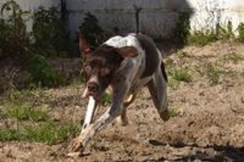   CACHOPO 