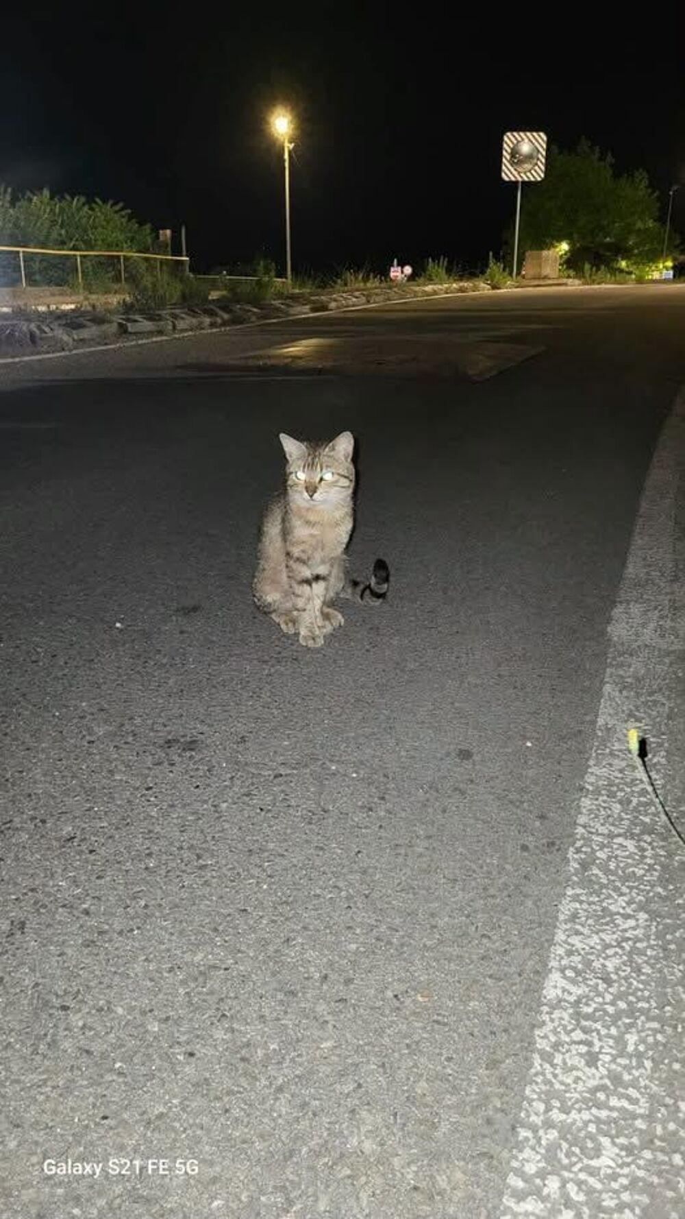   Chat MILO à l adoption 
