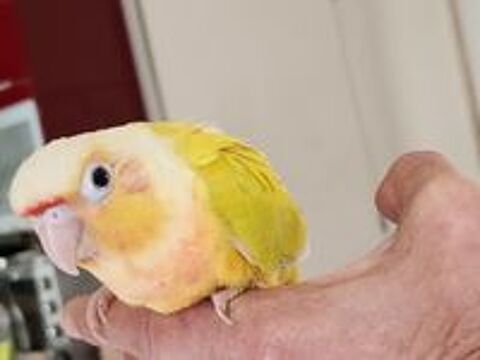   Conure de molinae mooncheek  