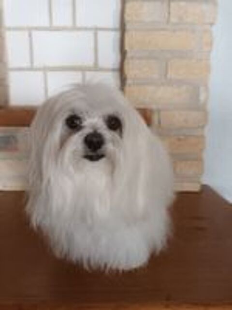   Saillie Bichon Maltais 