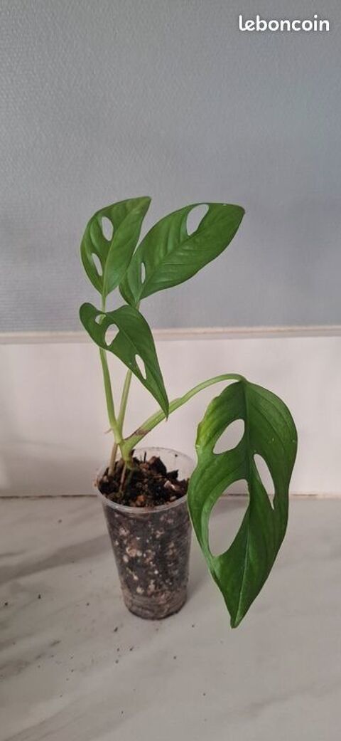 Monstera adansonii bouture 74 3 Clermont-Ferrand (63)