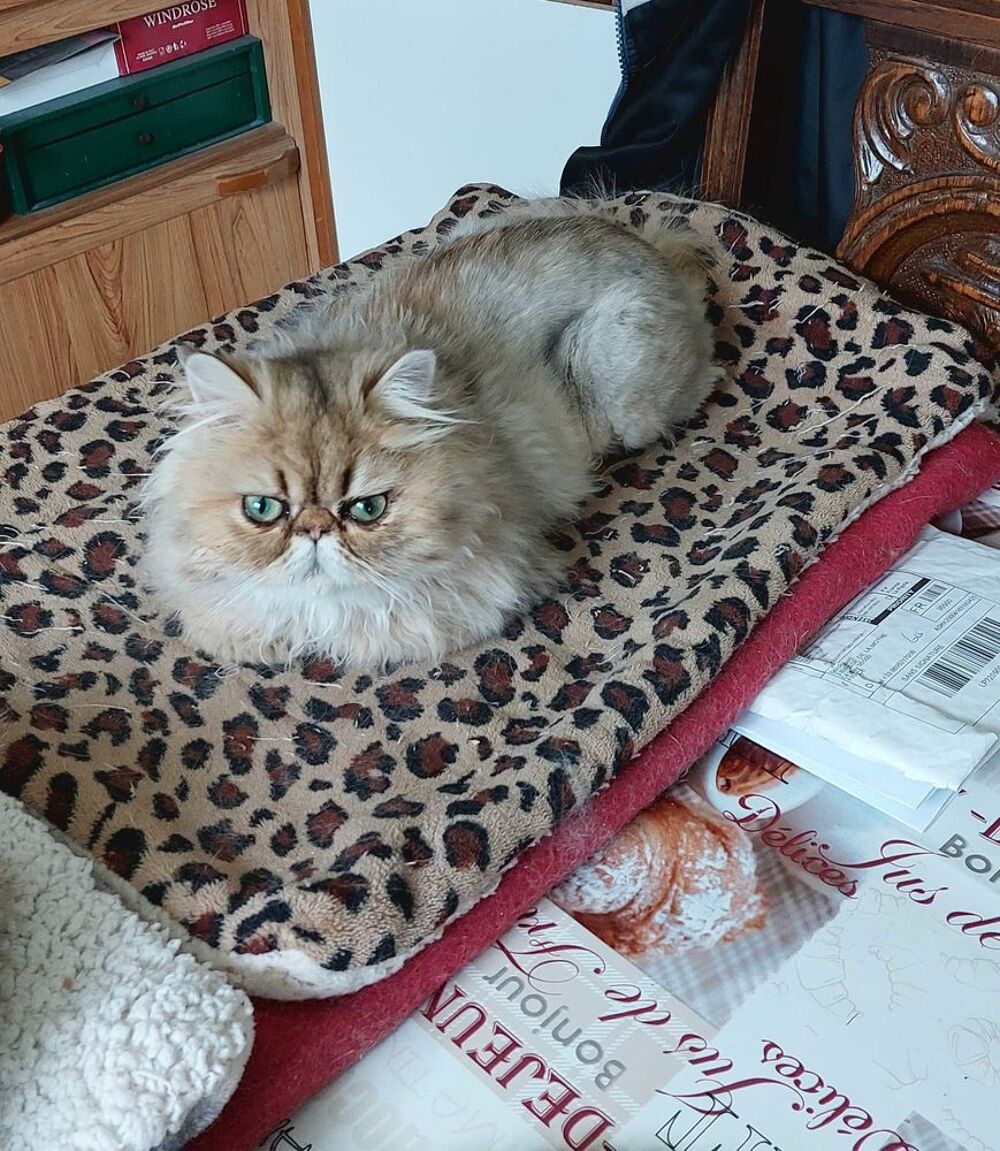   Magnifique chatonne   Persan 