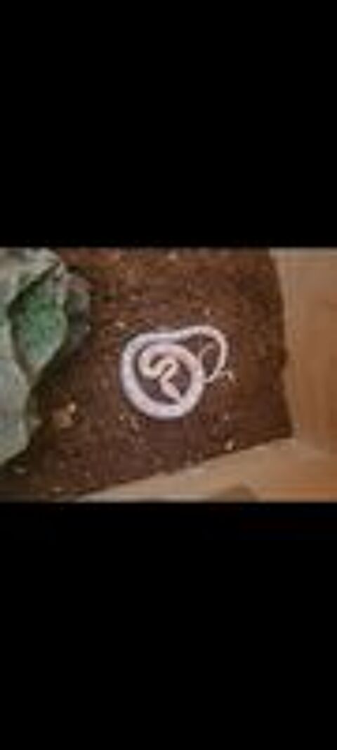   Serpent pantherophis  