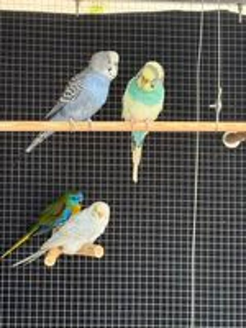   Garde d'animaux par un futur étudiant vétérinaire  