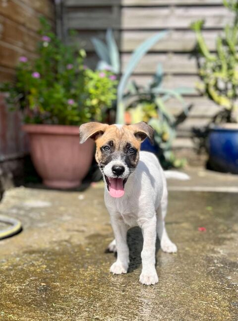 Sienna, femelle X berger, n&eacute;e le 27/10/2025 🤍 300 67000 Strasbourg