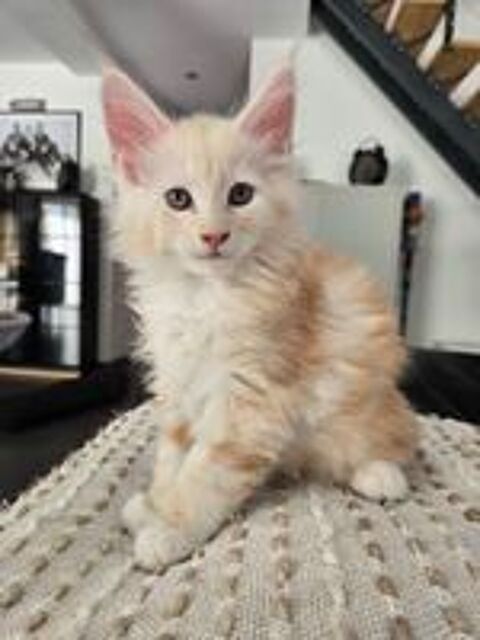   Baki - maine coon LOOF de grande lignée  