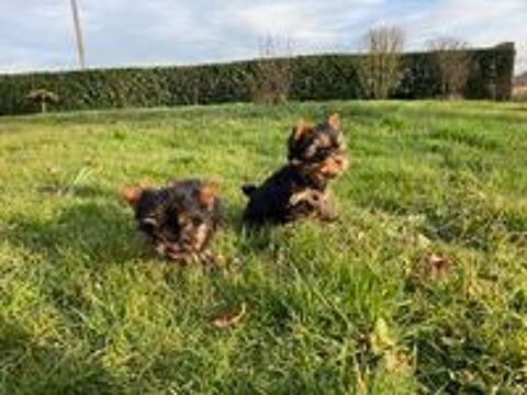   chiots yorkshires 
