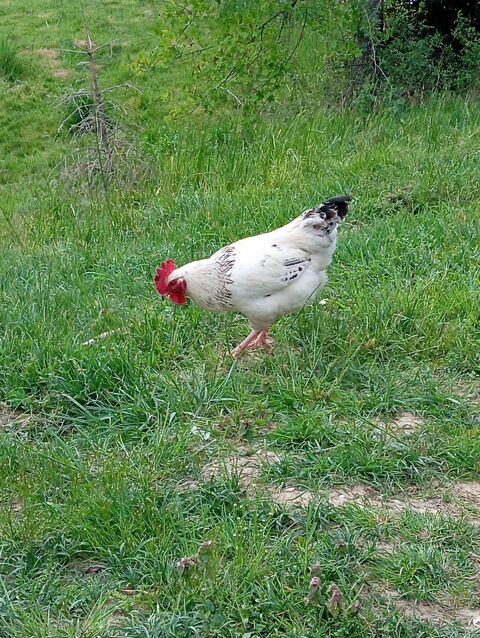 coq Sussex 10 74910 Franclens