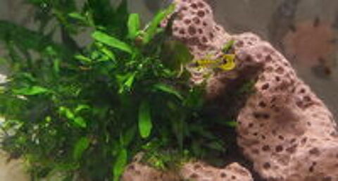   Guppy  