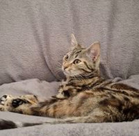   Lyne petite chipie à adopter 