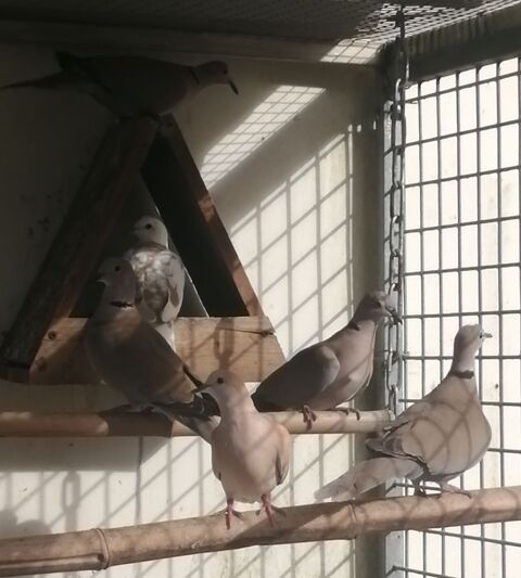 Lot Tourterelles 
0 79800 Pamproux