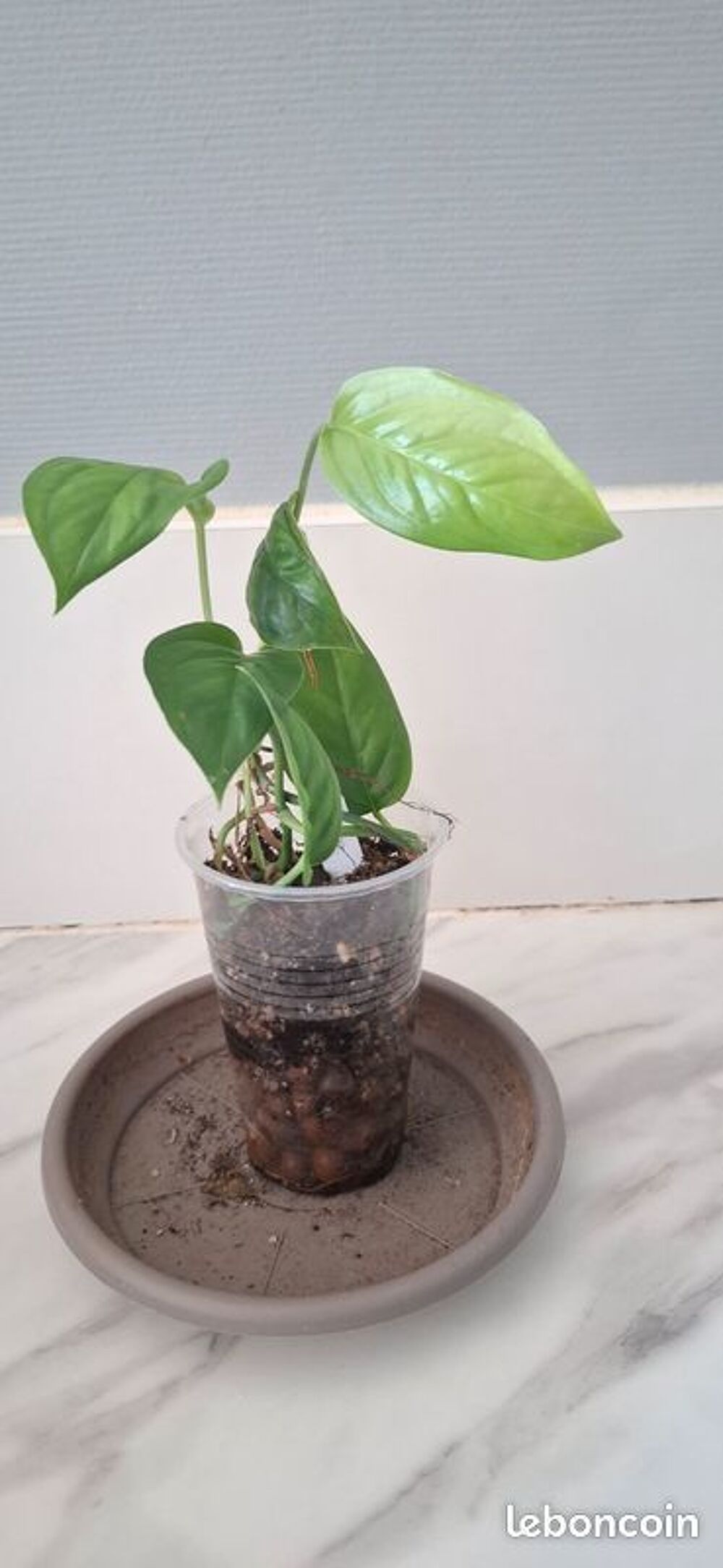Monstera obliqua brazil bouture 16 Décoration