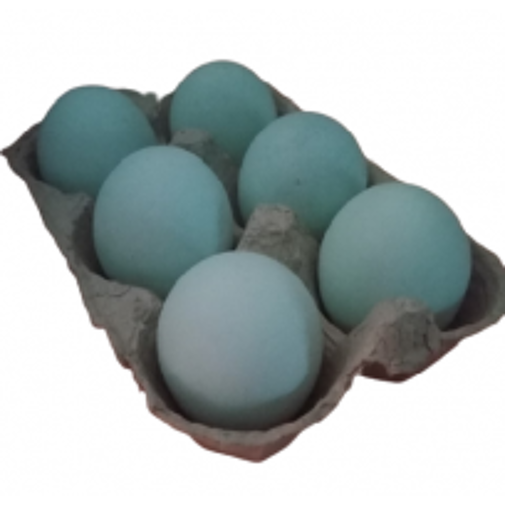   Oeufs  couver 