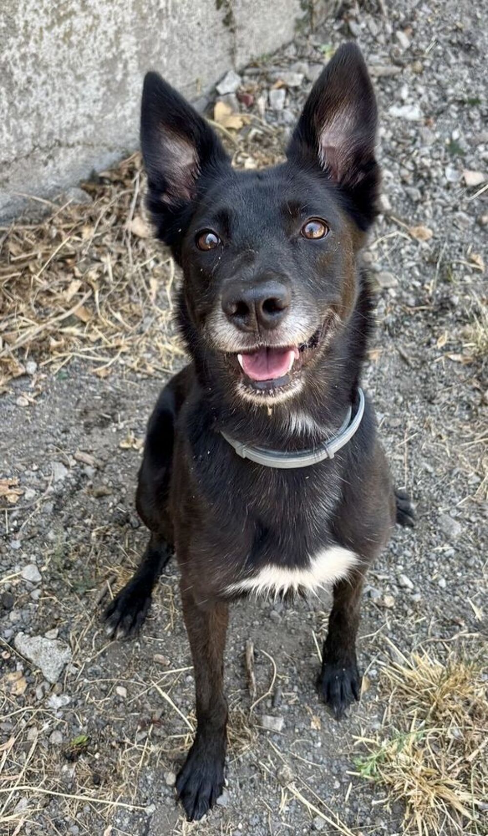   BERANGERE, type border collie 4 ans 