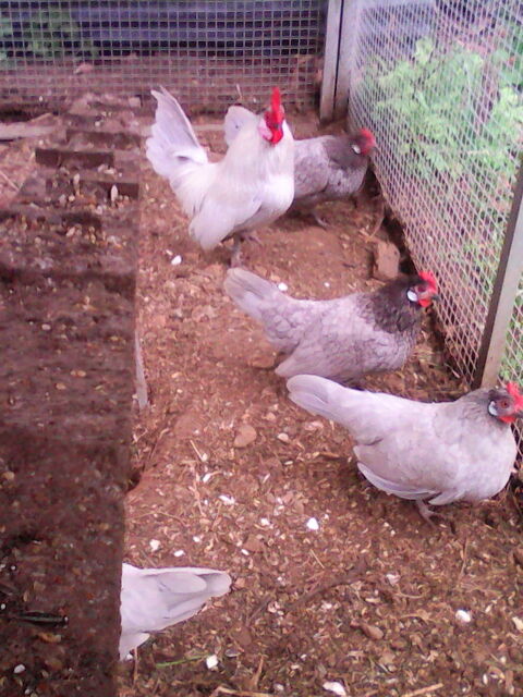 poules et coqs nains 10 09000 Foix