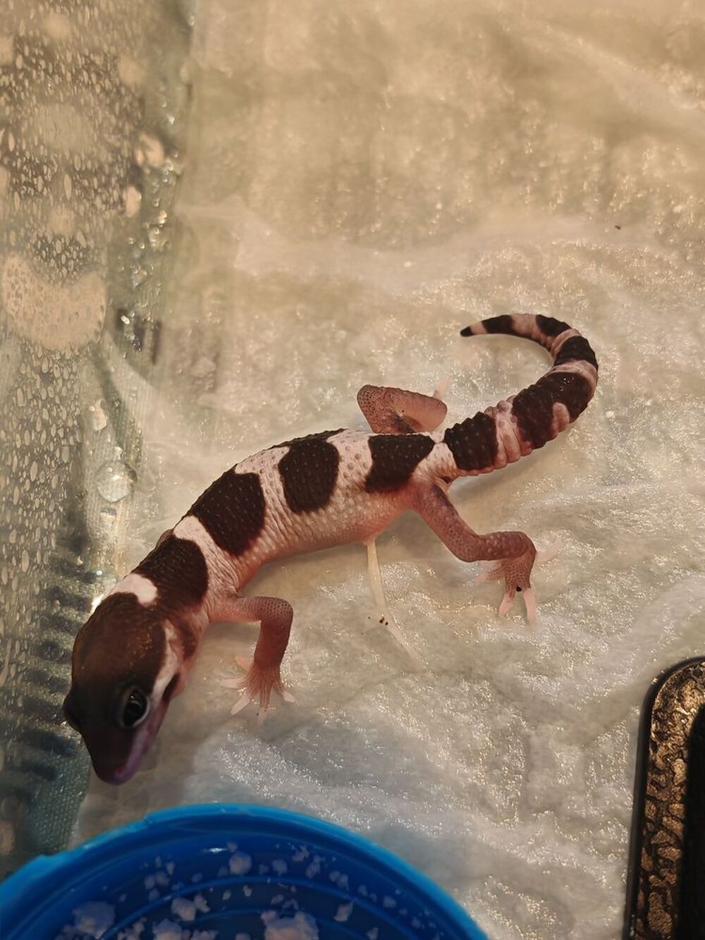   Gecko adultes et juvéniles  