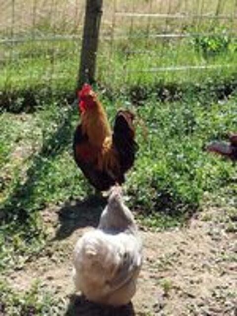   NUGGETS, beau coq nain à adopter via l'association UMA  