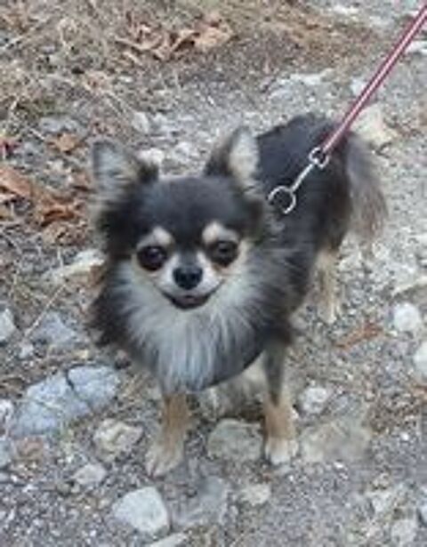   Mâle Chihuahua LOF de 3 ans, couleur bleu tan 
