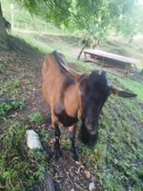   Bouc entier  