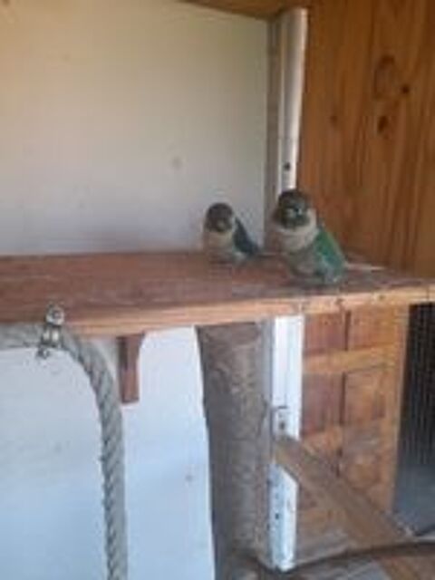   couple de perroquets conure � joues vertes 