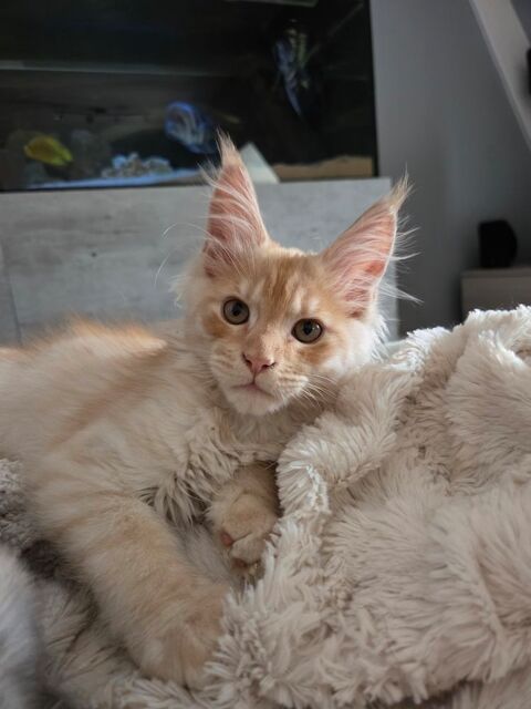 Chatons mâle crème smoke 1300 68700 Cernay
