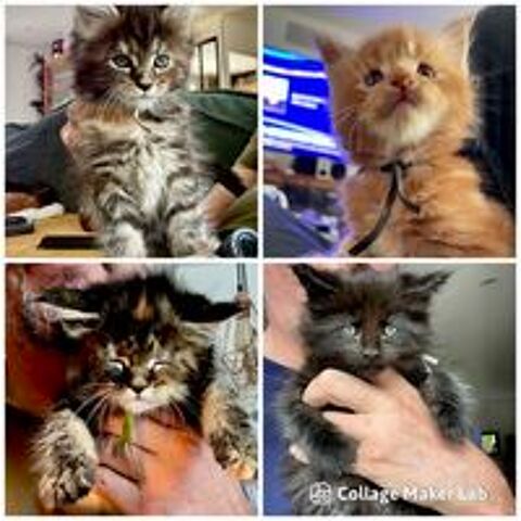   Chatons Maine coon  