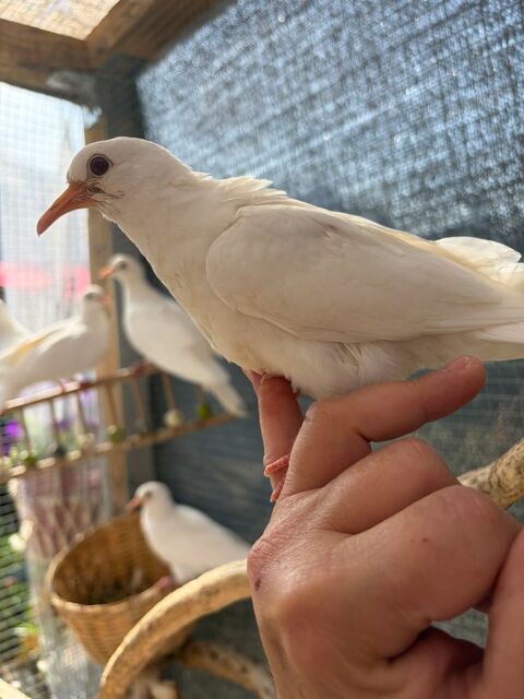 Colombe 25 87300 Bellac