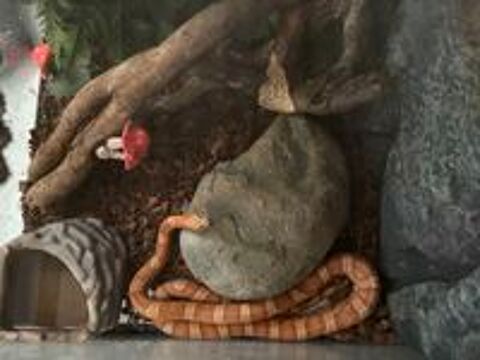   Serpent des blés femelle 
