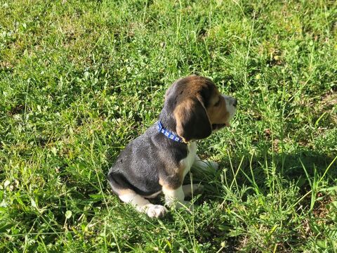 Chiots Beagle 550 33190 Fontet