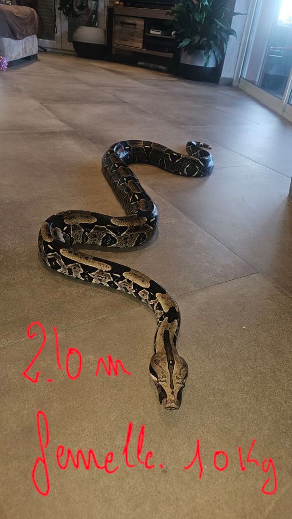   Boas Constrictor constrictor,  