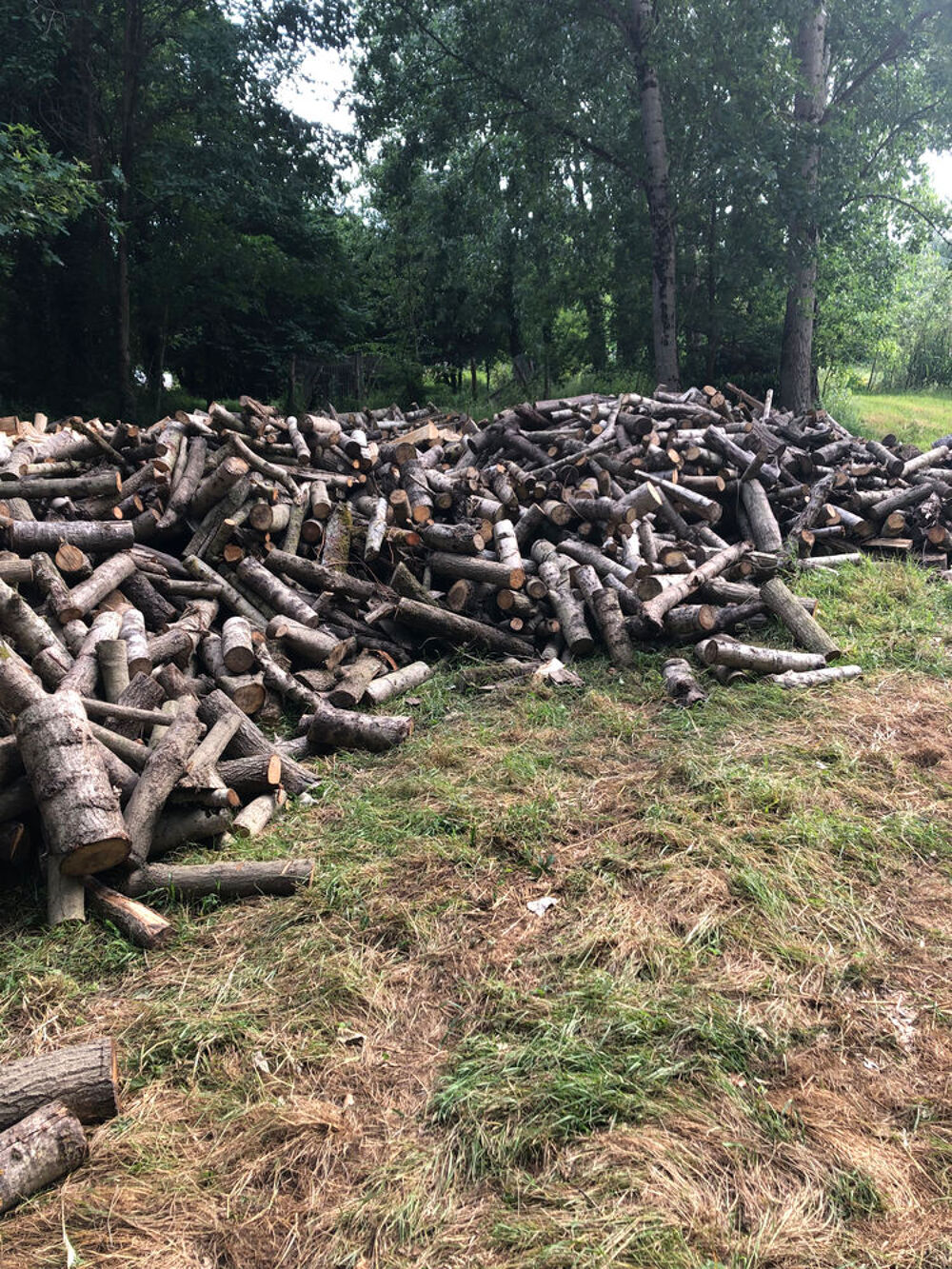 Bois de chauffage peuplier Bricolage