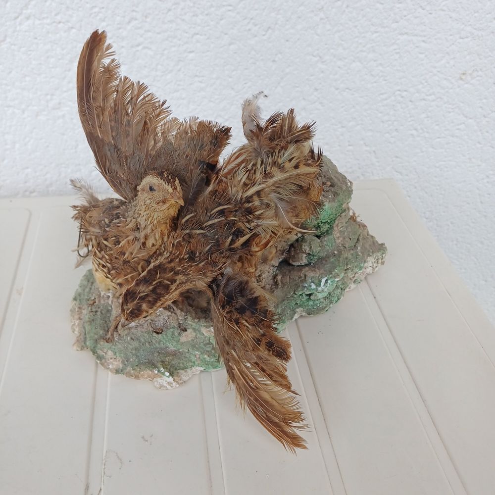 taxidermie empaille caille Décoration