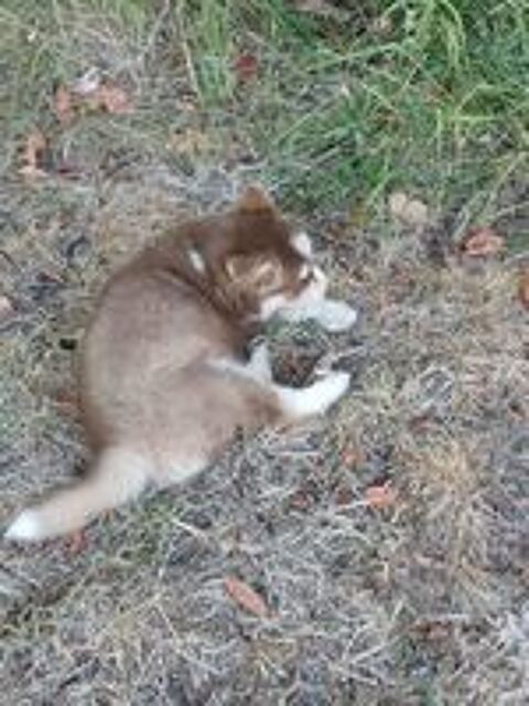   Pomsky mâle  