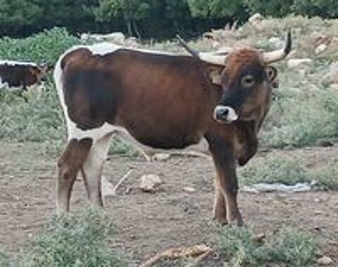   Longhorn castré, 
