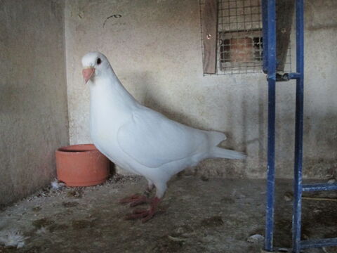 PIGEONS VOYAGEURS BLANCS 25 80150 Crcy-en-ponthieu