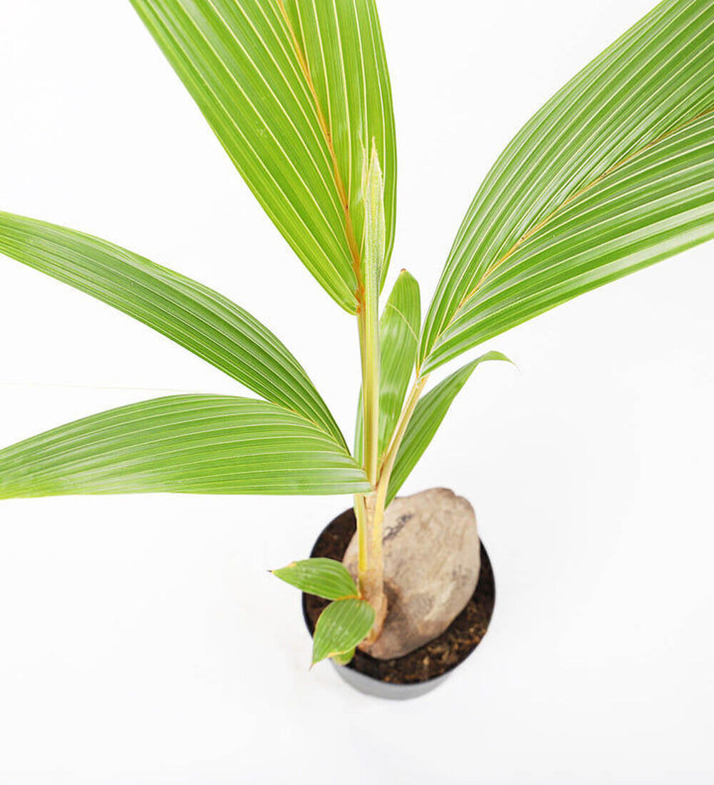 Cocotiers Jardin