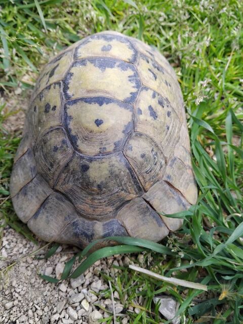 Tortue mâle 180 13100 Aix-en-provence
