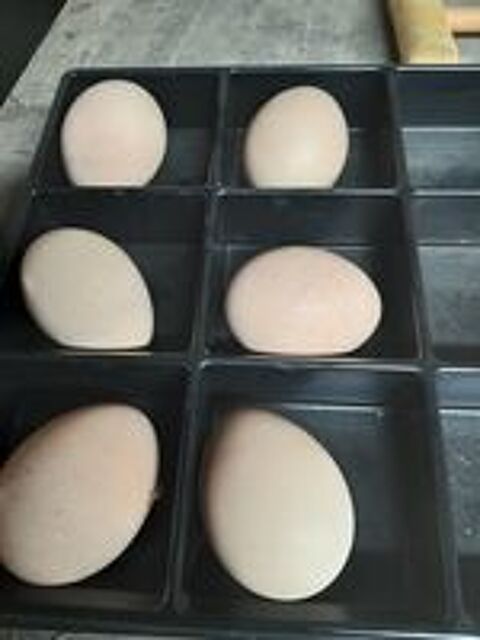  oeufs de paon fcond 