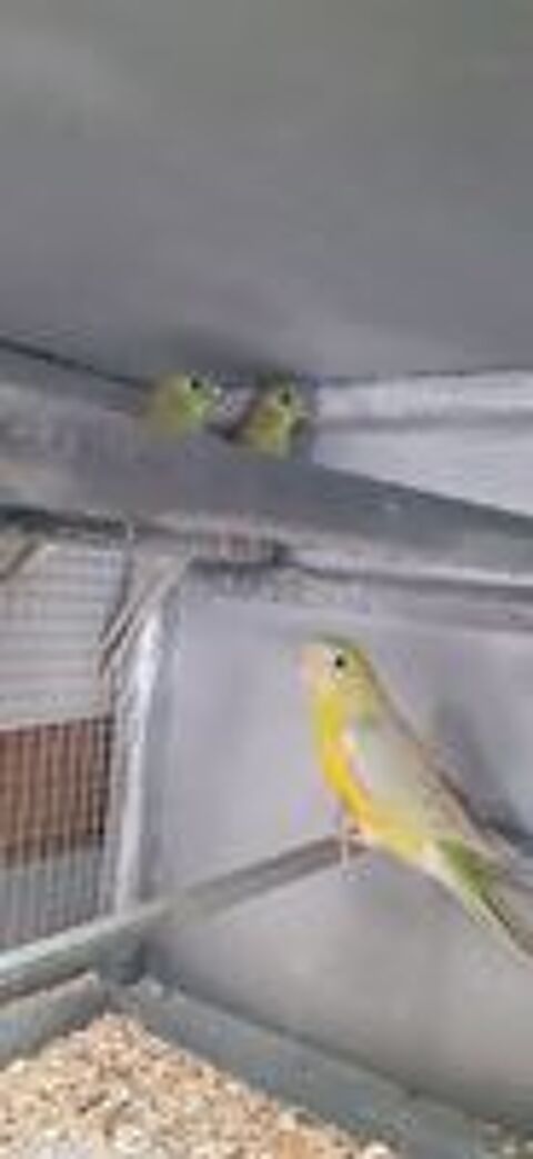   OISEAUX DE CAGES ET DE VOLIÈRES  