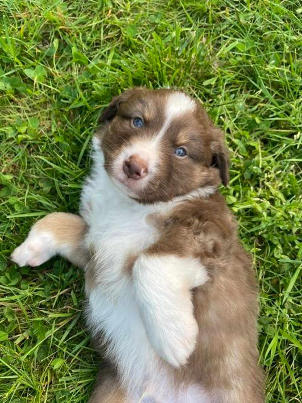   Chiot Berger Américain Miniature 