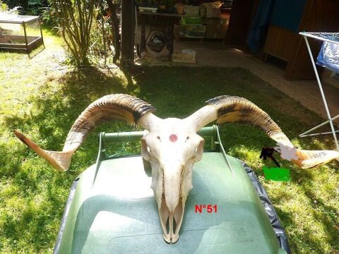 T�TE OVIN NATURELLES 0 Saint-M�dard-en-Jalles (33)