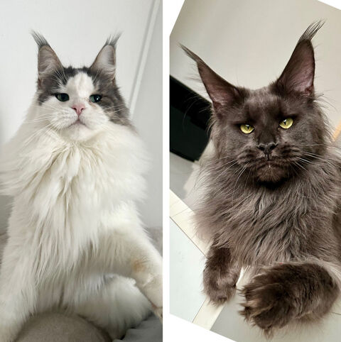 Chatons Maine Coon 1600 62300 Lens
