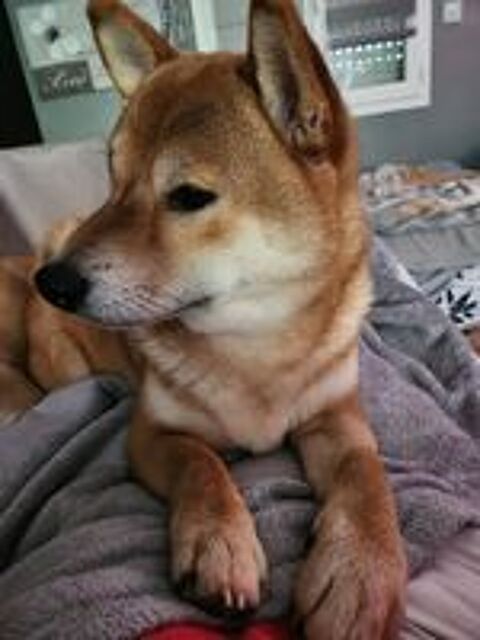   Tamaki superbe mâle shiba propose ses saillies 