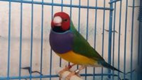   oiseaux exotiques diamants  