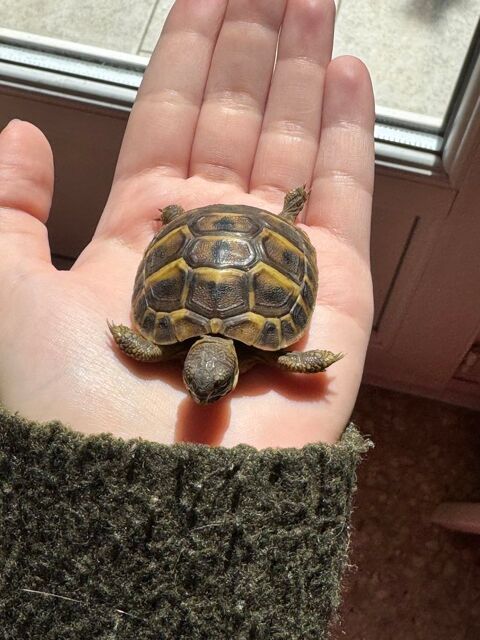 Tortue terrestre femelle 50 84140 Montfavet